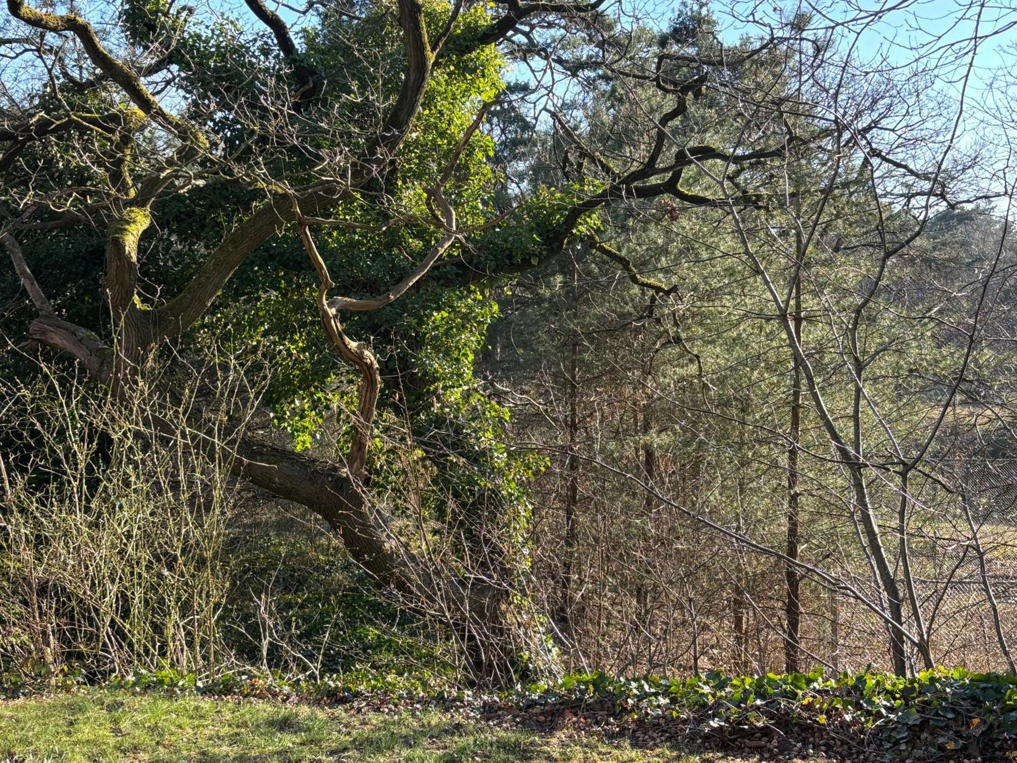 Vakantiehuis De Witte Bergen IJhorst Esterno foto